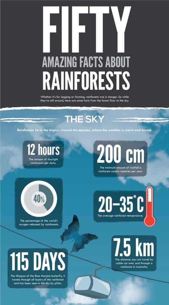 42 Facts about Rainforests